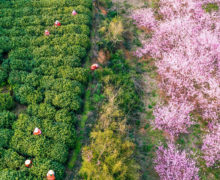 High overhead view of several tea pickers in straw hats among rows of tea bushes, perpendicular to a large bank of blooming pink trees, harvesting Bi Luo Chun green tea in the spring.