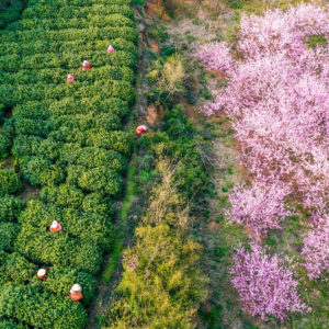 High overhead view of several tea pickers in straw hats among rows of tea bushes, perpendicular to a large bank of blooming pink trees, harvesting Bi Luo Chun green tea in the spring.
