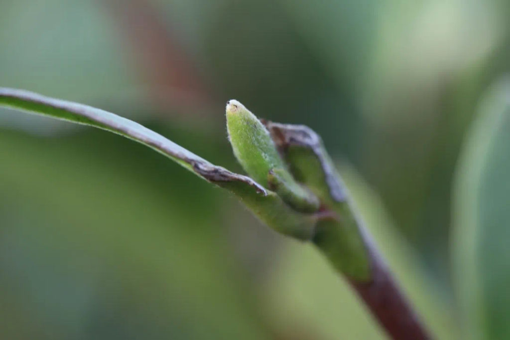 A single tea bud emerging from a branch on a Dabai tea bush in late March.