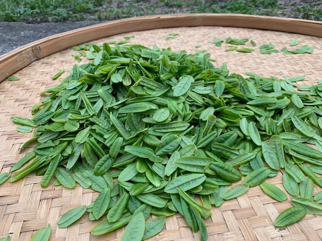 Fresh tea leaves plucked following the unique plucked standard used to make Lu’an Gua Pian (Sunflower Seed)