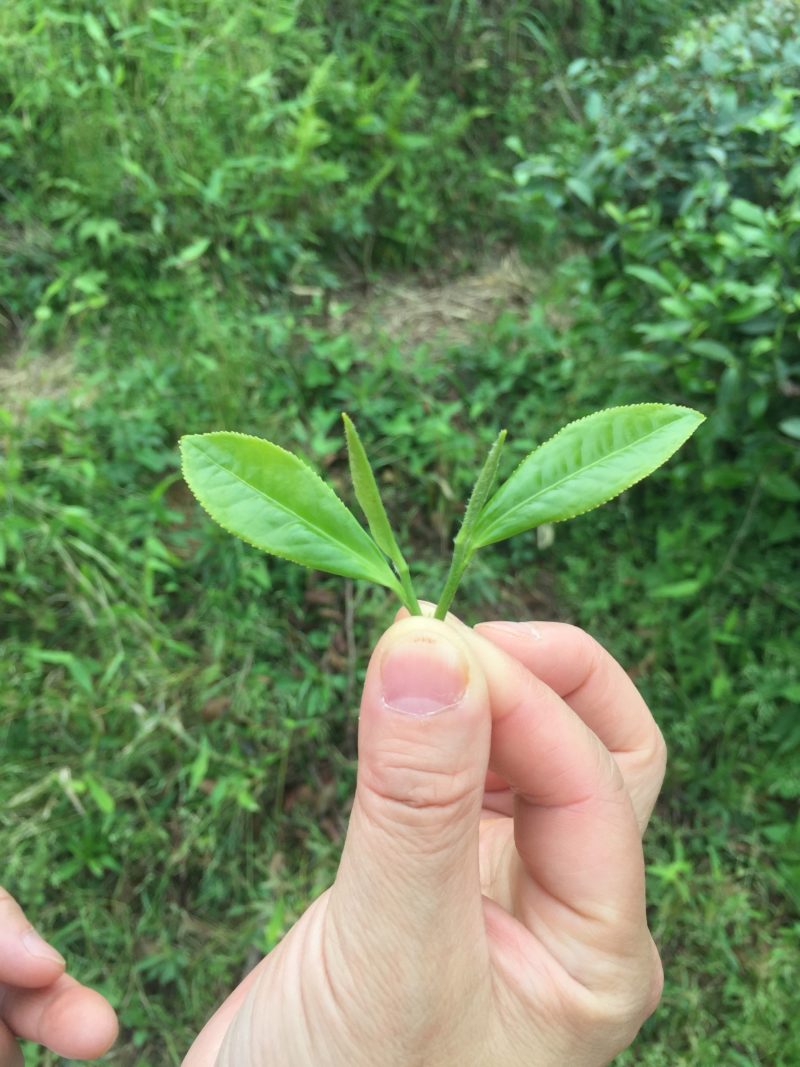 Fresh Bai Mudan (White Peony) tea leaves