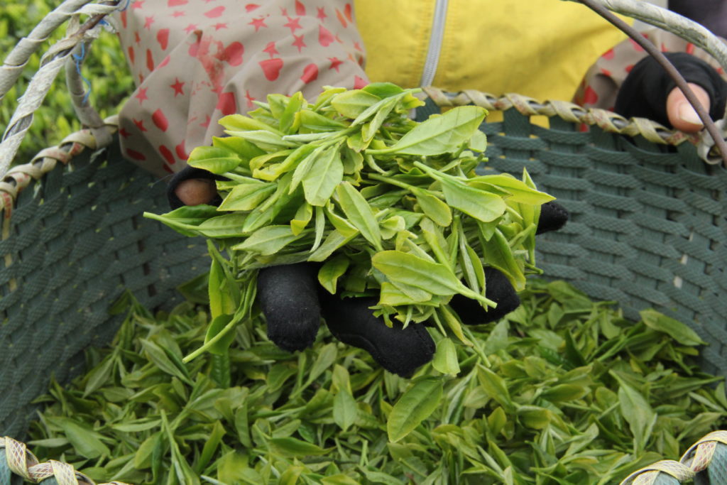 A basket of freshly handpicked tea leaves to make Bai Mudan white tea.