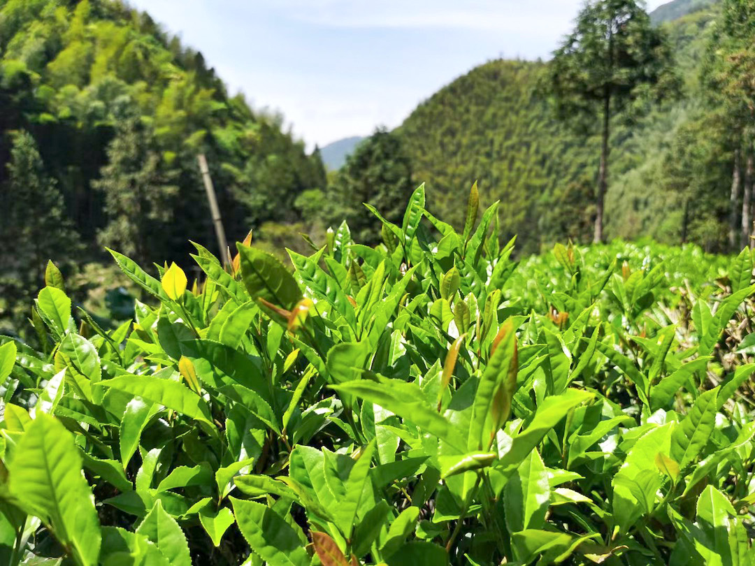 Brightly sunlit spring tea leaves on the bush in the foreground, with close-set forested mountain peaks in the background. Some of the green tea leaves have a red tint.