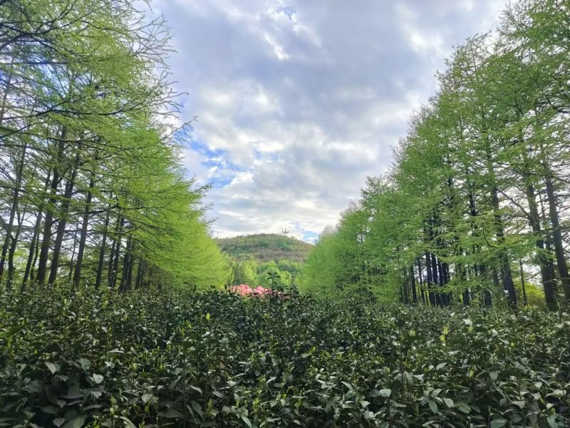 Mogan mountaintop tea garden between trees. Growing Mogan Huangya yellow tea.