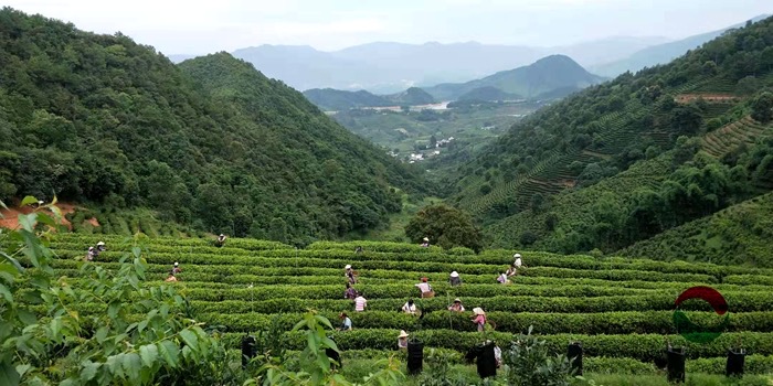 Dianhong Gongfu tea garden in Fengqing County, Yunnan Province