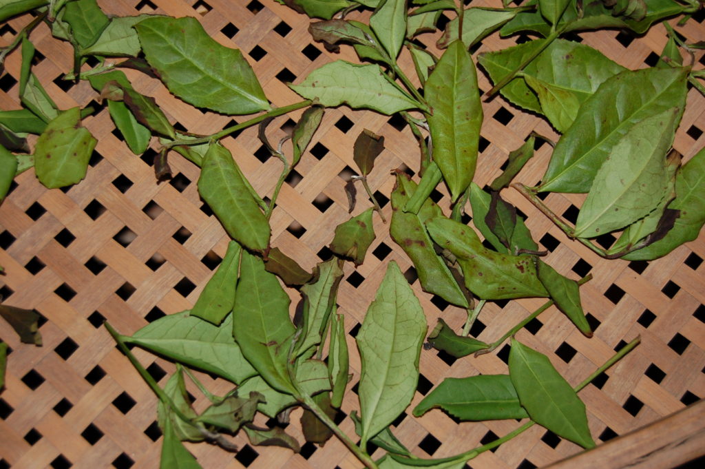 Natural oxidation process of wulong tea leaves after withering.