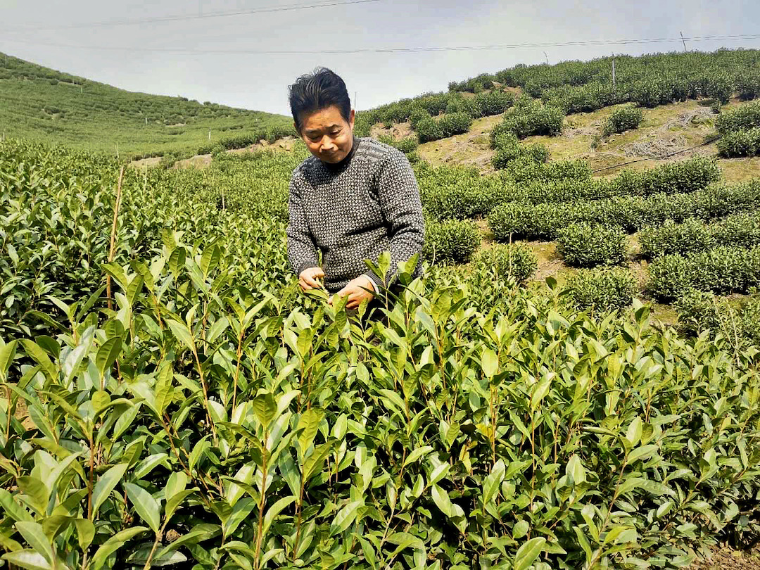 Tea maker Yu Shunhu examining the plants in the tea garden, with hills covered in tea bushes in the background.