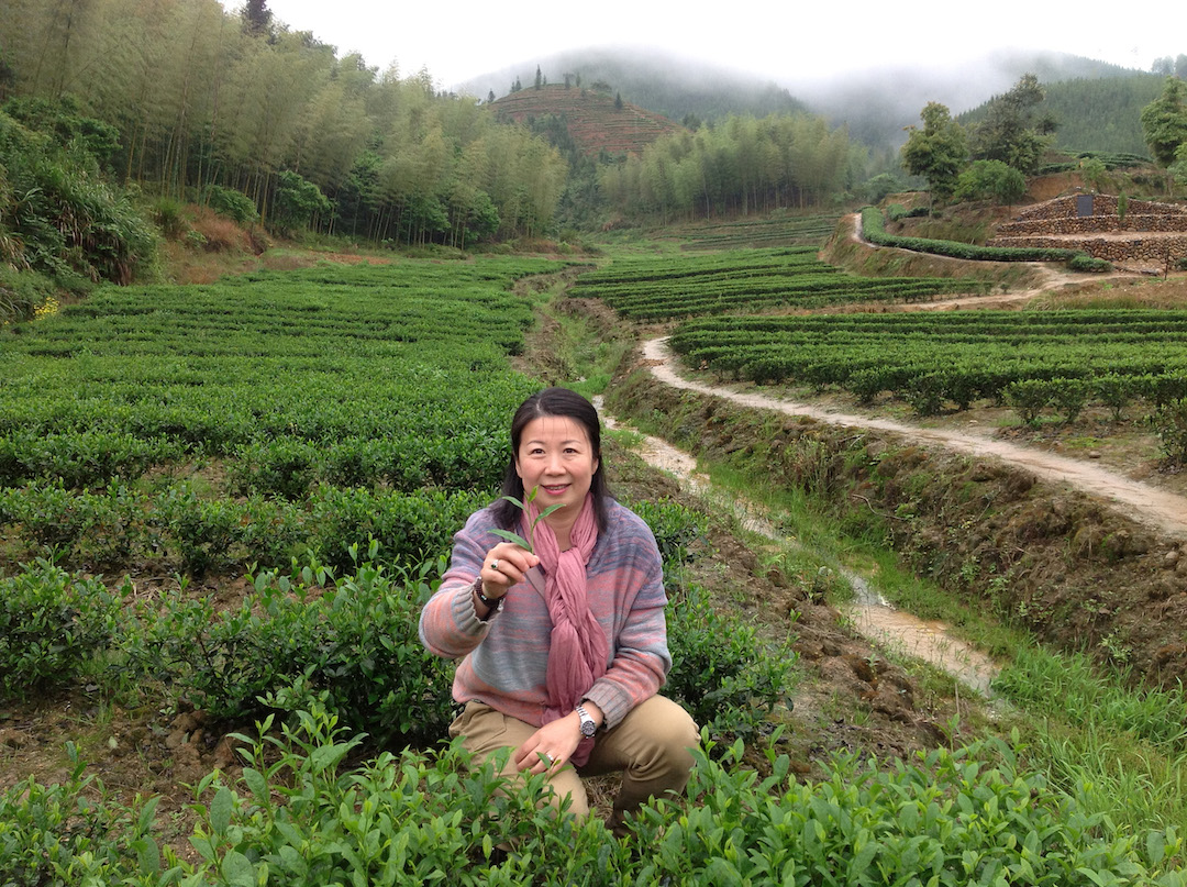 In a mountain valley planted with rows of tea, a woman crouches in the foreground holding up a sprig of fresh spring wulong tea.