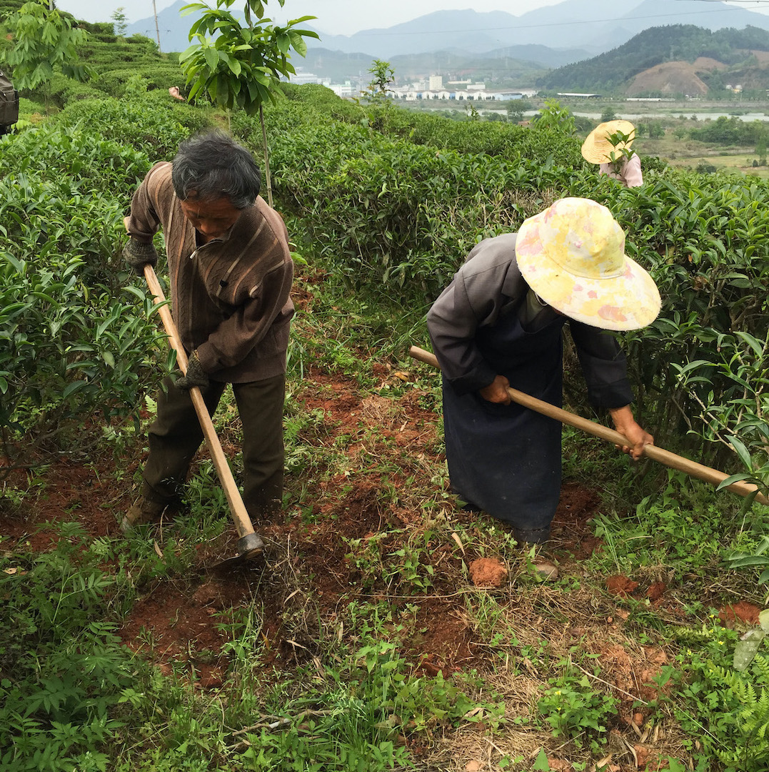 In between the rows of bushes in a hillside organic white tea garden, two people hoe weeds. You can see more hills and some buildings in the distance behind them.