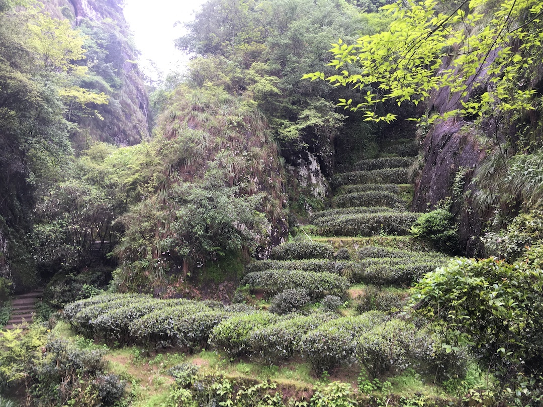 Looking up a narrow valley between small volcanic cliffs, filled with short rows of tea bushes and overshaded by trees.