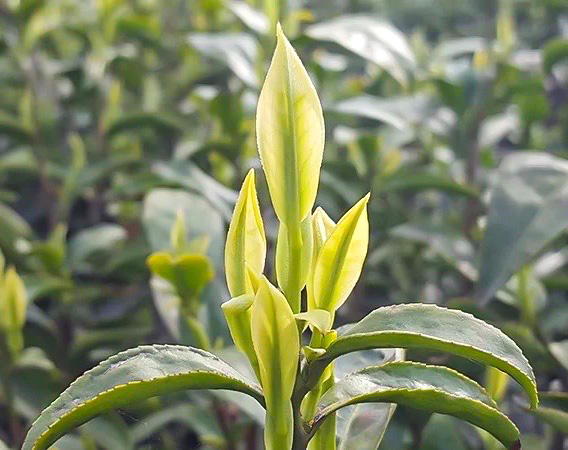 Close-up of pale-colored fresh buds and leaves of Anji Baicha growing on the tip of a tea branch, surrounded by the larger dark green mature leaves.