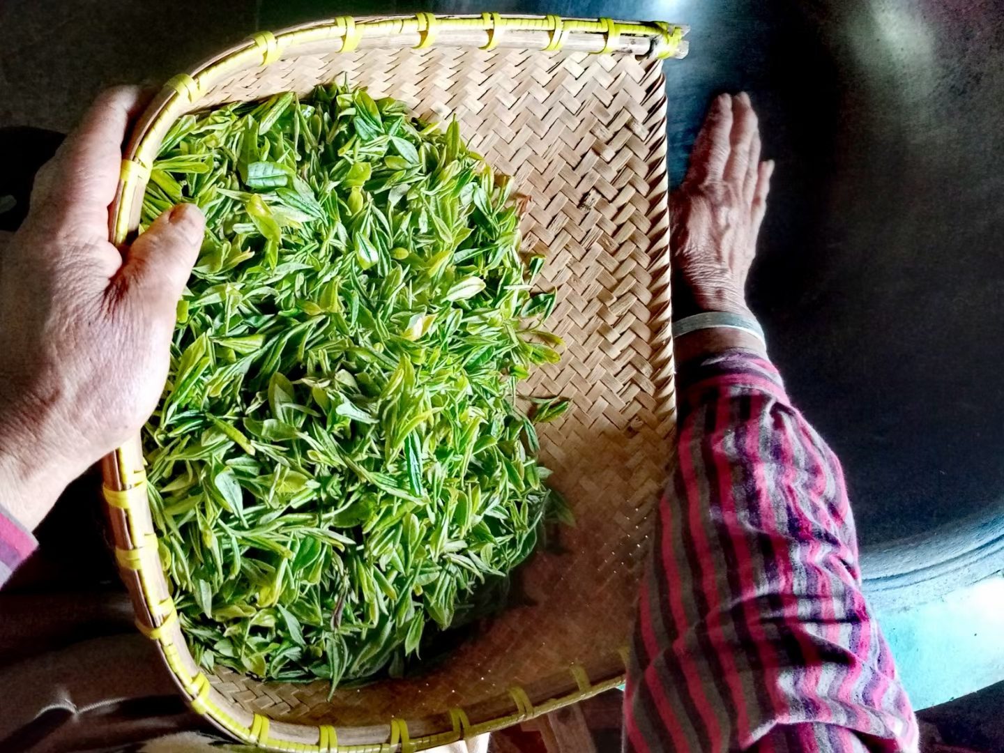 Close-up of a scoop-shaped woven bamboo basket of fresh Mogan tea leaves about to be dumped into a wok for hand-frying.