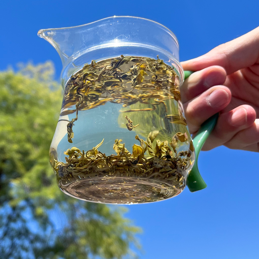 A hand holds a the pitcher of tea up to the sky and trees and the tea leaves have lightened and rehydrated.