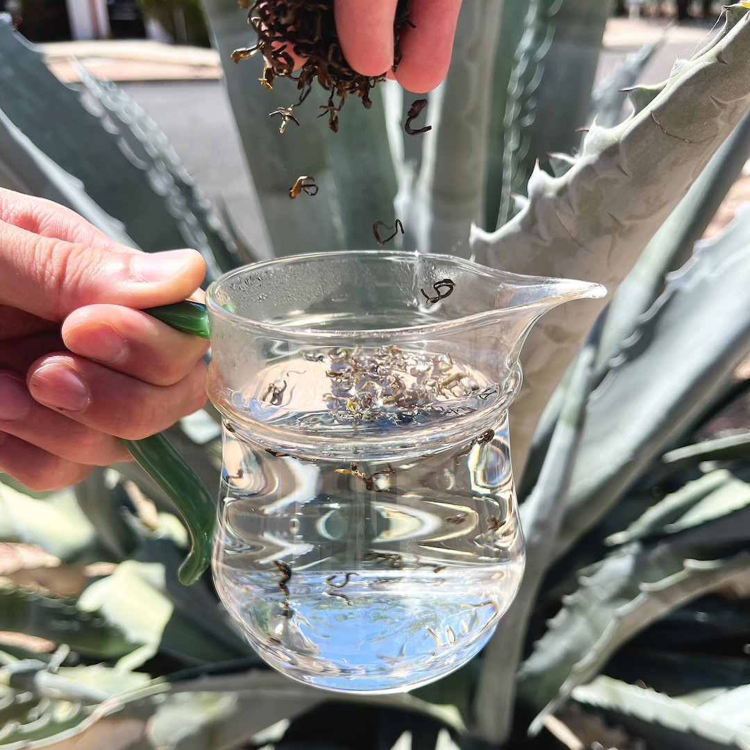 A hand sprinkles dark leaves into a glass pitcher of hot water in front of an agave plant.