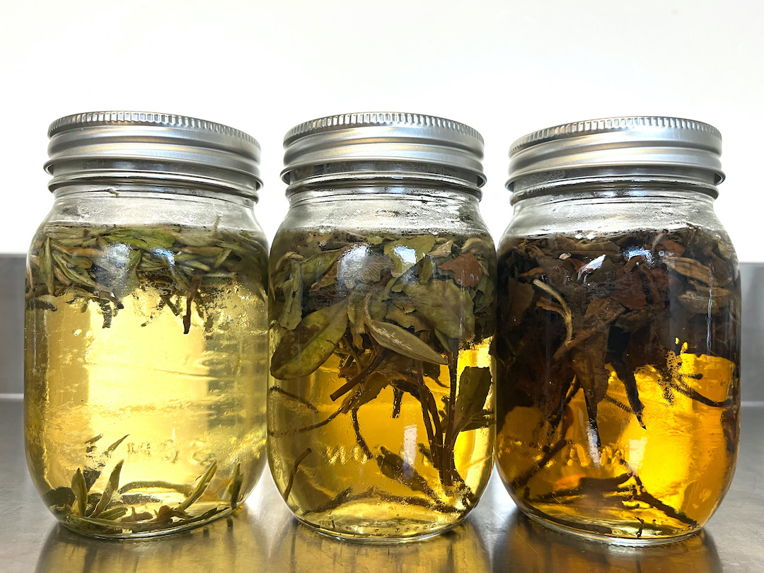 Close side view of three mason jars of cold brewed white tea with the leaves still inside, sitting on a stainless steel surface.