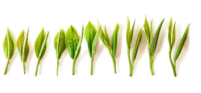 Ten pluckings of progressively larger and more mature tea buds lined up in a row on a white surface.