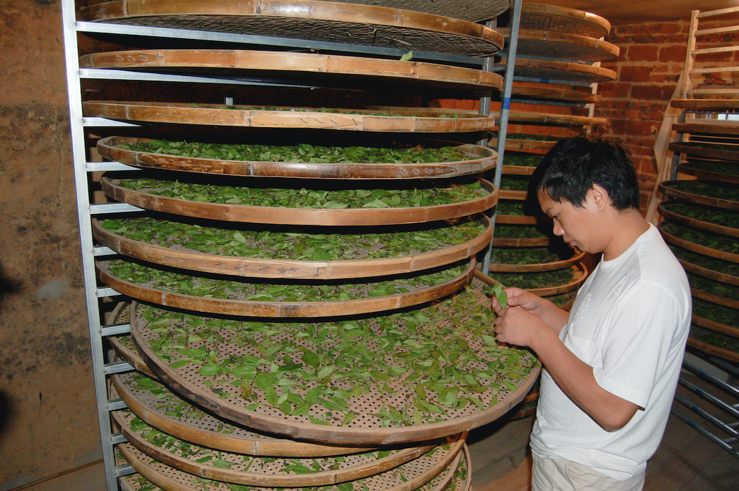 A young man inspecting the Tieguanyin tea leaves on one of the many round bamboo trays on a tall rack in a dark room.