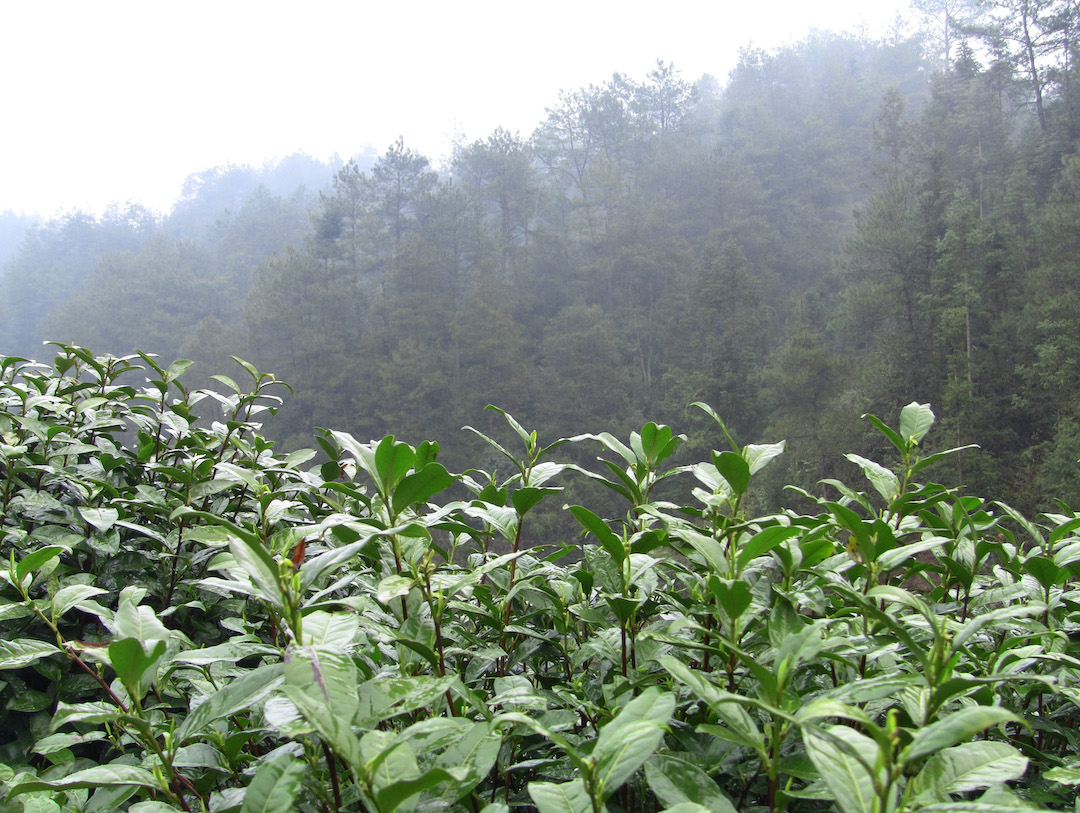 A bank of healthy green tea bushes in the foreground, with a misty forested Anhui mountainside in the background.