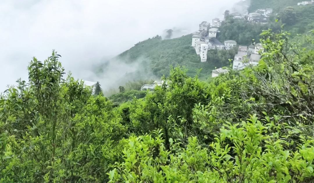 Tea trees in spring leaf in the foreground, with several light-colored buildings of a nearby village on a mountainside wreathed in mist in the mid-background.