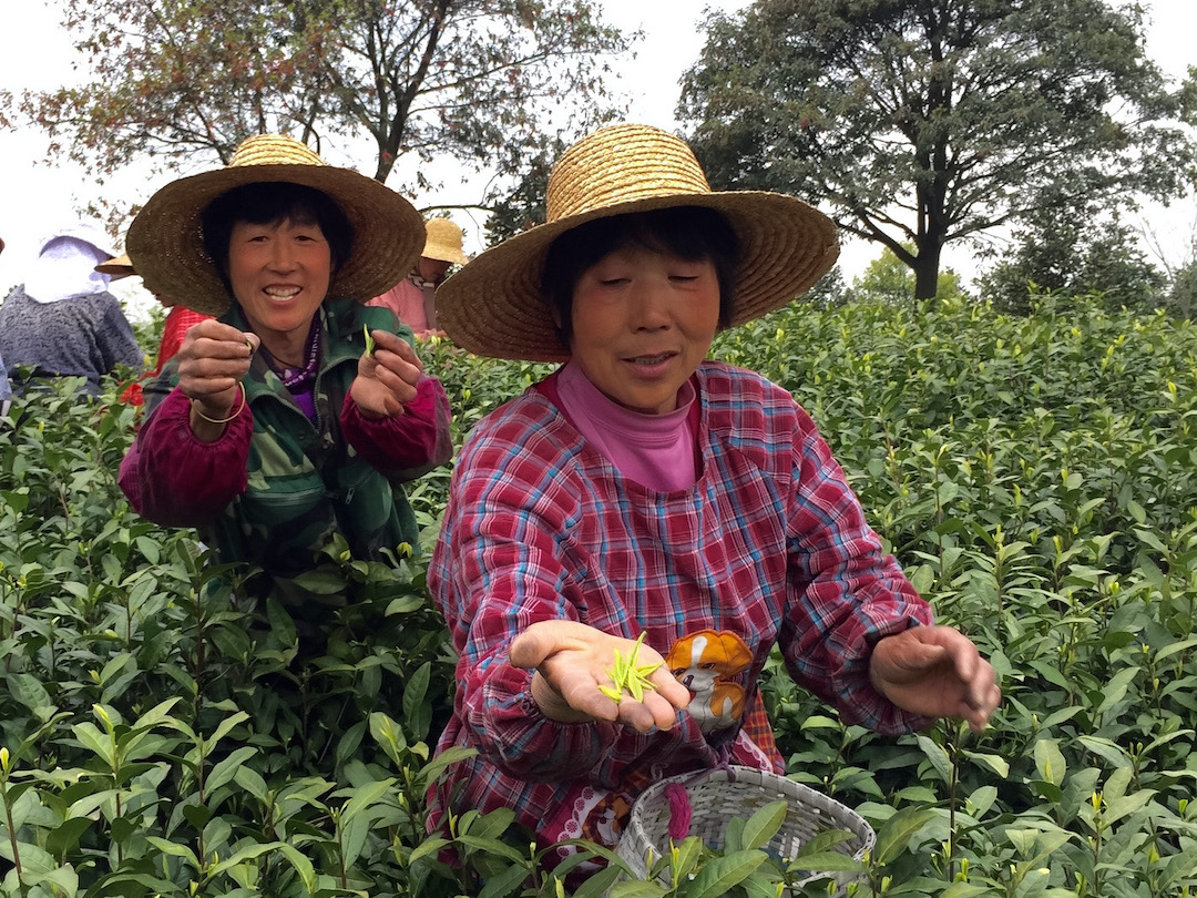 Two women in hats and smocks standing in a bank of tea bushes, showing the viewer the handfuls of bright green leaves they’ve just plucked.