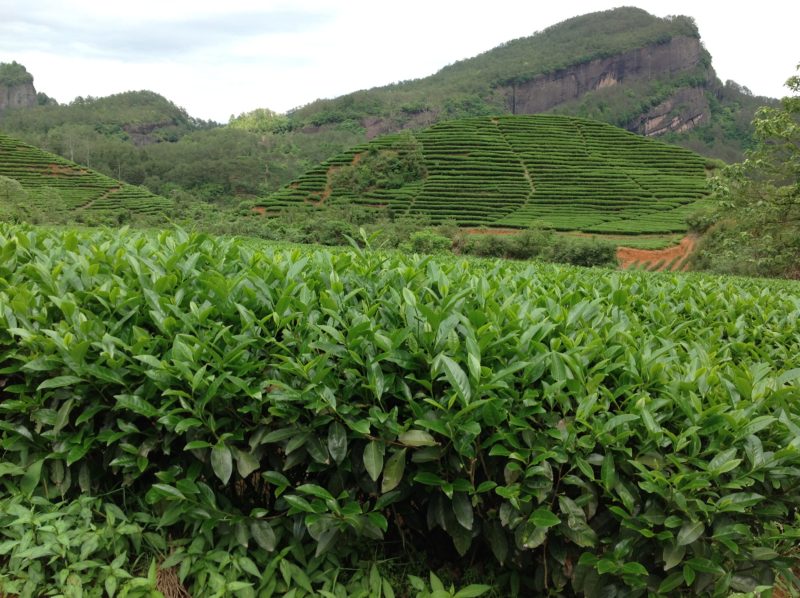 A bank of healthy tea bushes with rising slopes and dark stone exposed cliffs of Wuyishan in the background.