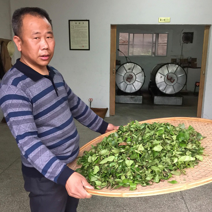 A man holding a large bamboo tray piled with tea leaves.