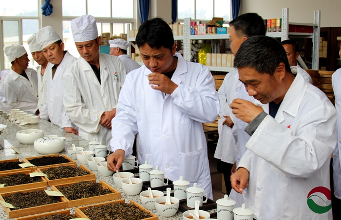 Several people in white coats lined up along a tasting table covered in dozens of cupped teas and boxes of dry leaf for inspection.