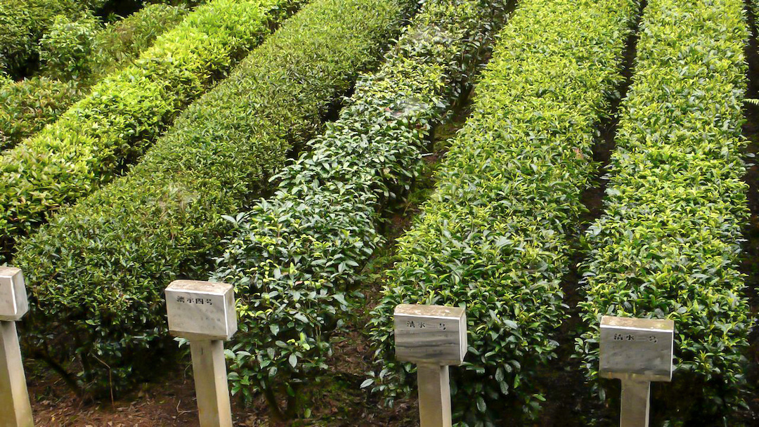 Five rows of tea bushes with labeled markers set at the end. The leaves of bushes in each row look a little different.
