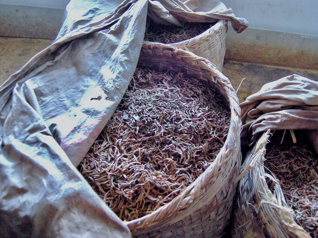 A natural woven basket full of oxidizing black tea leaves, with its cotton cloth cover pulled back to reveal the leaves inside.