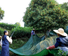 Four people holding a tarp around the trunk below a tree, while a fifth prods the branches with a long rod.