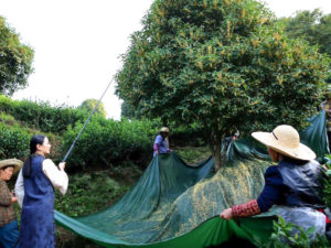 Four people holding a tarp around the trunk below a tree, while a fifth prods the branches with a long rod.