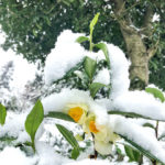 A close up of a tea bush covered in white snow, with a white and yellow flower and green leaves protruding from the icy powder.