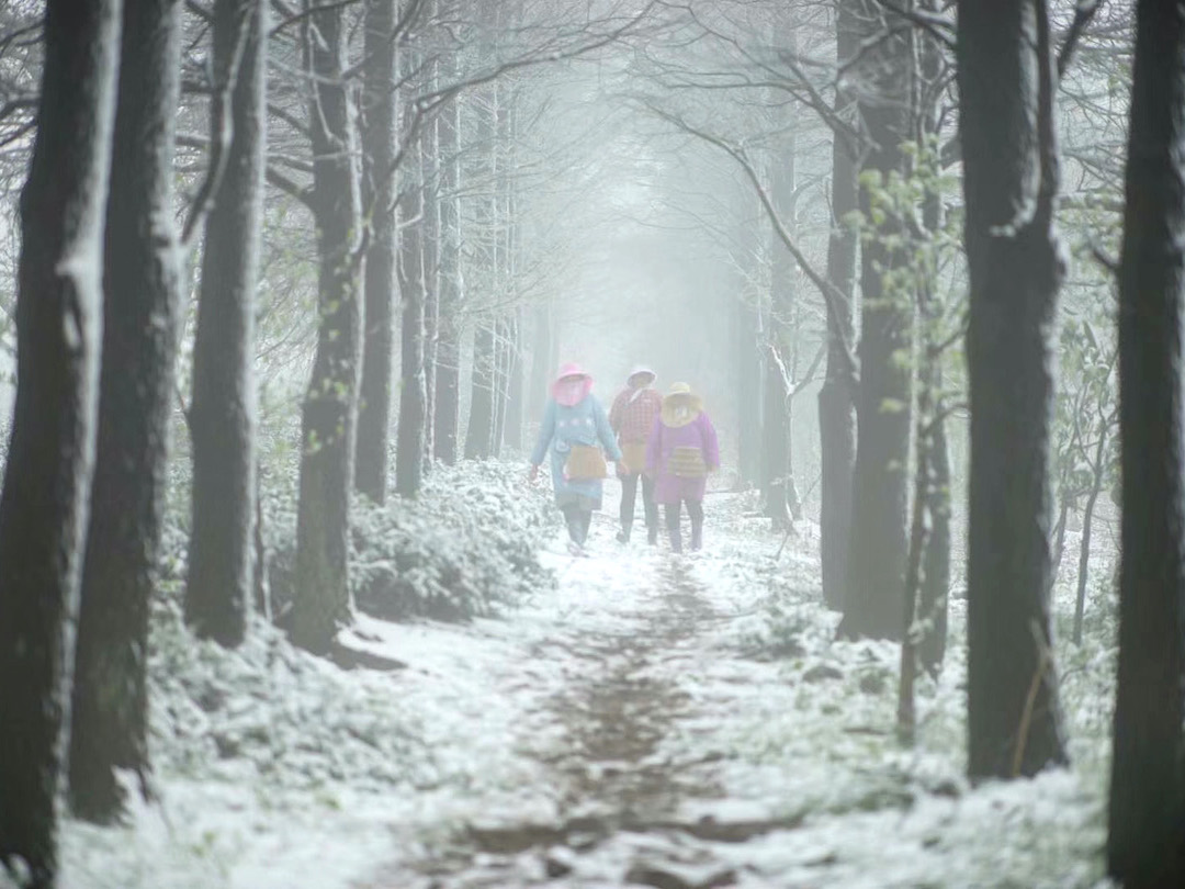 A shot of a tea garden covered in snow. Three people dressed in pastel jackets walk along a row of trees. Snowflakes blow through the frame. 