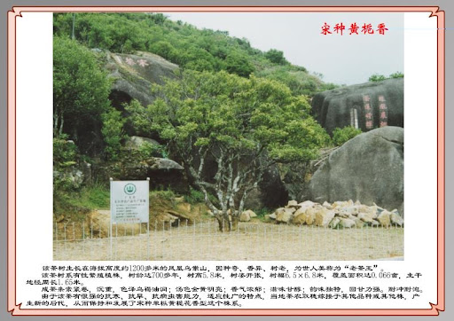 A photo of a large old tea tree with a sign next to it, set into a Chinese postcard.