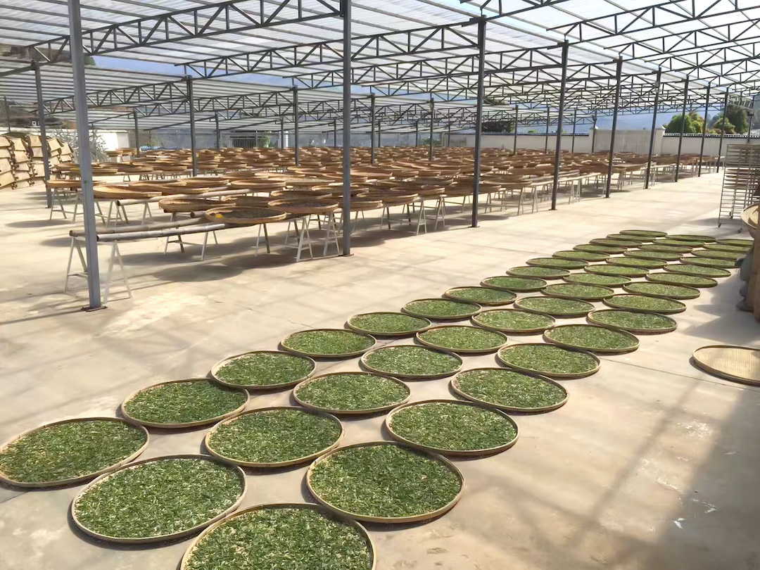 Dozens of large round bamboo trays holding thin layers of tea leaves laying on the ground to dry in a large sunny solarium with a clear roof.