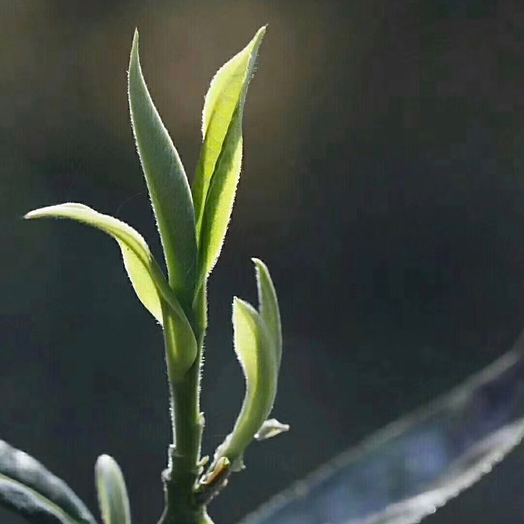 Close-up of two pale green opening tea buds on the tip of a branch, backlit by sun.