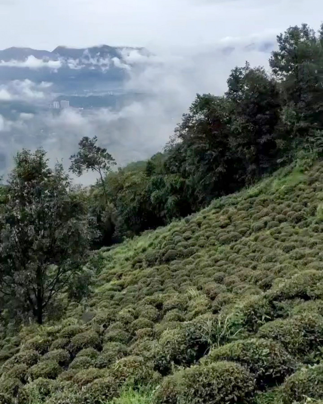 The high mountain slope in Mengding Mountain that Gao Shan Ganlu (High Mountain Sweet Dew) comes from, dotted with tea bushes in a garden surrounded by trees, with cloudy mountain peaks in the background.