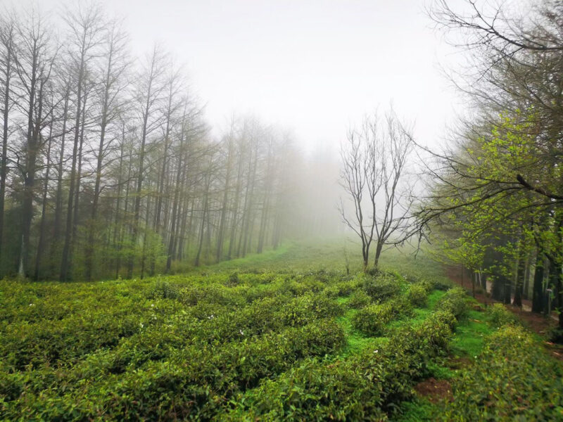 Angled view of several rows of bushes in a Moganshan tea garden lined with leafless trees, brightly lit by thick mist.