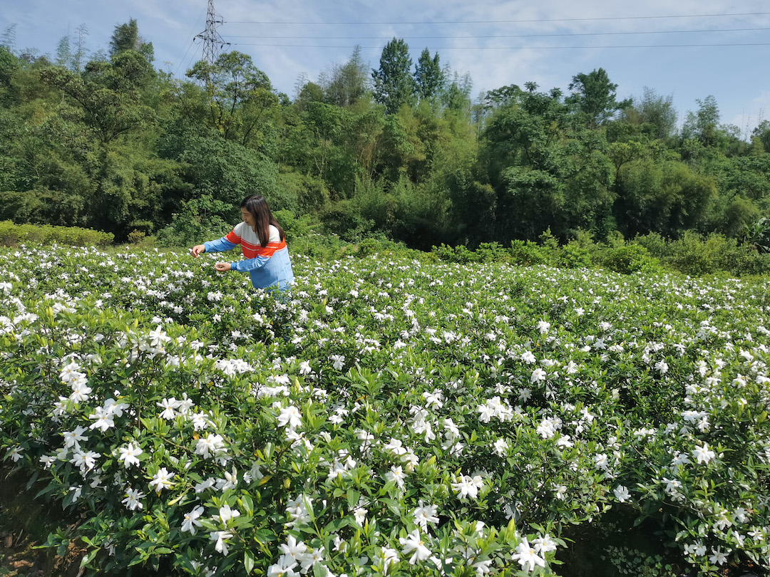 A field of blooming gardenia bushes covered in white flowers, with forest in the background. One person in the garden is plucking a flower.