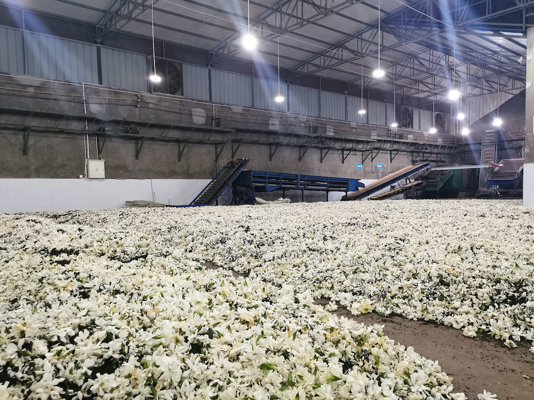 Scenting a large batch of gardenia green tea in a brightly lit warehouse.