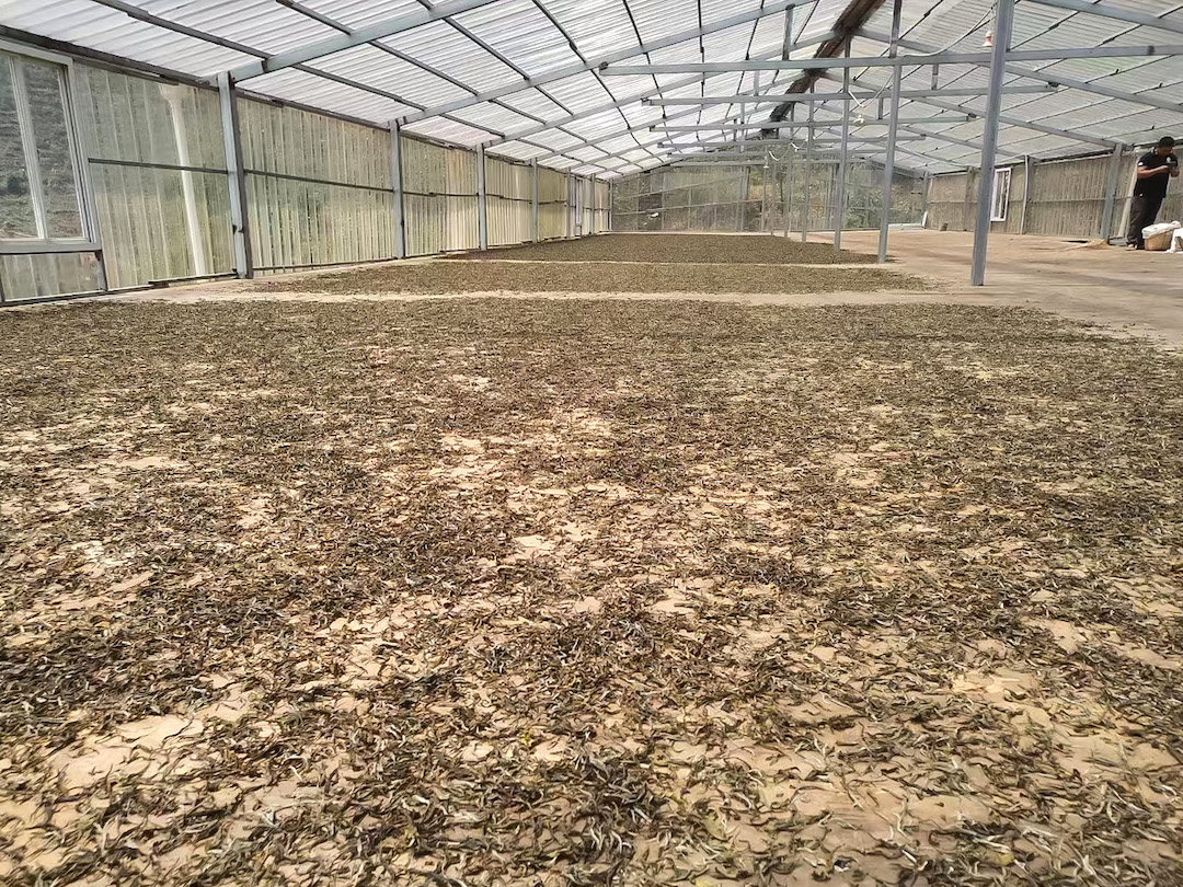 Wide view of Jingmai sun-dried black tea spread thin and drying on the floor of a sunny solarium.