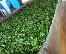 Fresh leaf for Jingmai sun-dried black tea piled on mesh in a long withering trough.