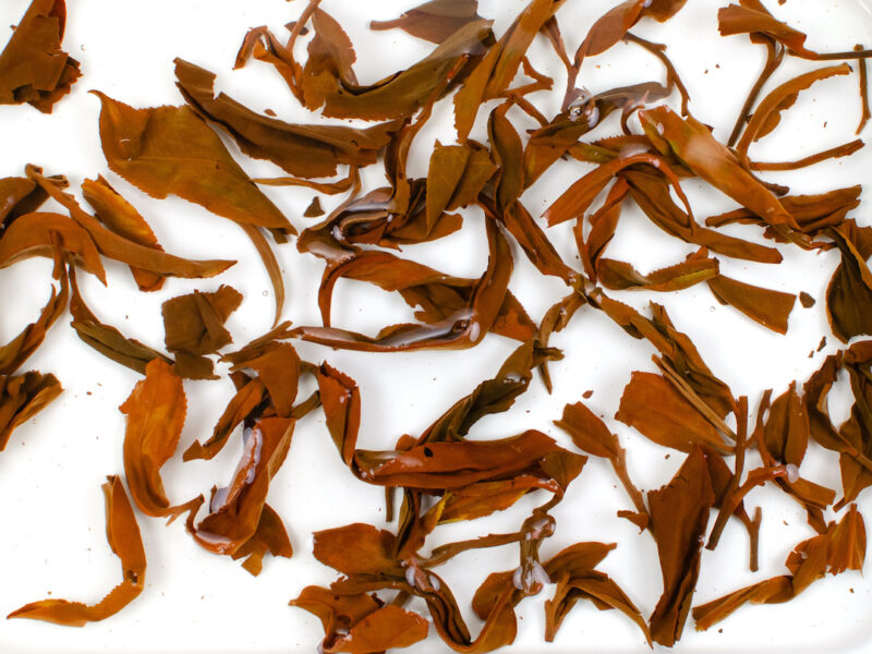 Jingmai Sun-Dried black tea leaves floating in clear water.