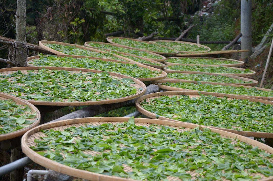 Several round trays of fresh Dan Cong Wulong tea leaves withering outdoors in the forest.