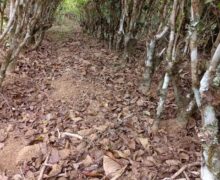 Rows of tea trees in Naka Village, Yunnan province, growing in rich soil.