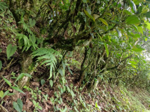A tea tree covered in moss and surrounded by weeds in Naka Village, Yunnan Province, China.