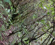 Seed grown tea trees covered in moss in a dense forest environment in Naka Village, Yunnan Province, China.
