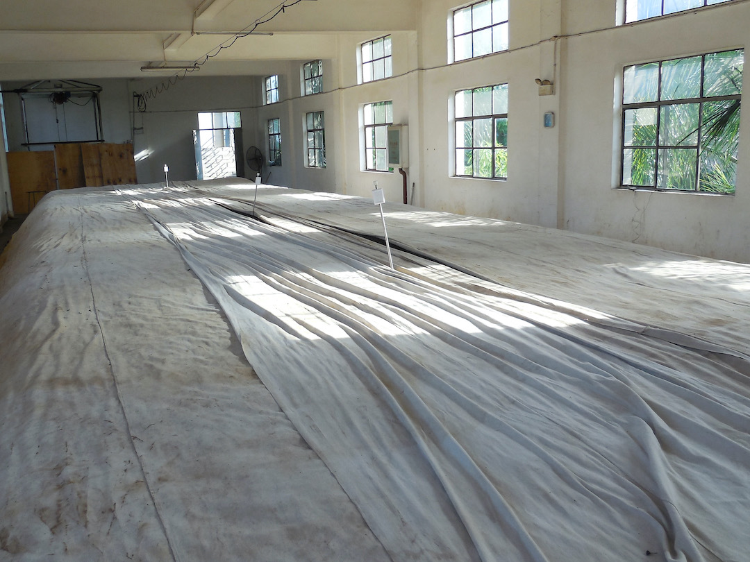 A warehouse with bright sunny windows, with a huge mound of piled tea covered with white cloth spread across the floor and three meters on metal rods stuck into the middle.