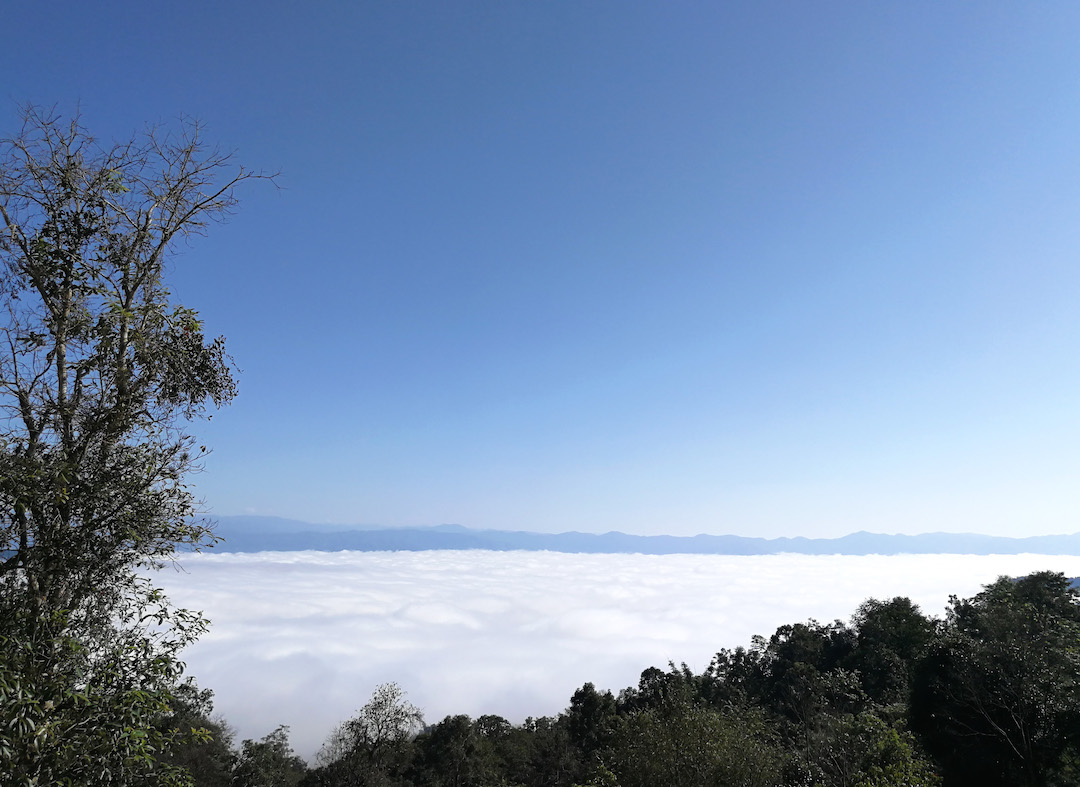 The lofty view from a forested mountaintop in Jingmai, where a sea of clouds below fills the gap. between mountain peaks.