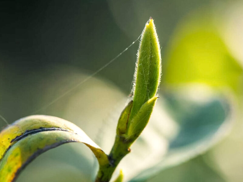 A single fuzzy tea bud for Cui Zhu (Green Bamboo) green tea growing on the branch of a tea bush in Mengding Mountain. A faint thread of spider silk trails from its tip in the sunlight.